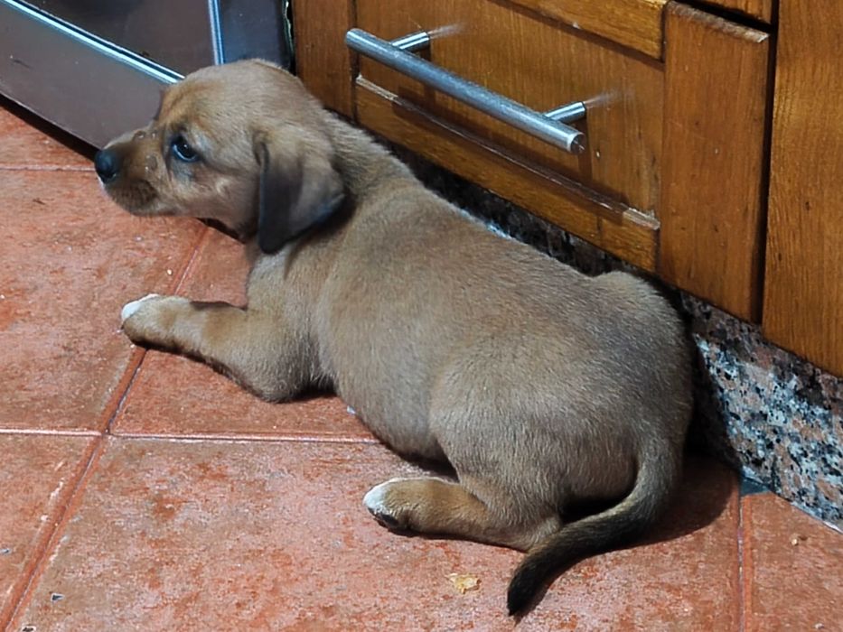 Cachorrinho macho