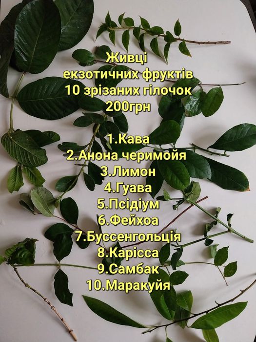 Живці екзотів маракуйя,фейхоа,гуава,лимон,азиміна, кардамон,анона