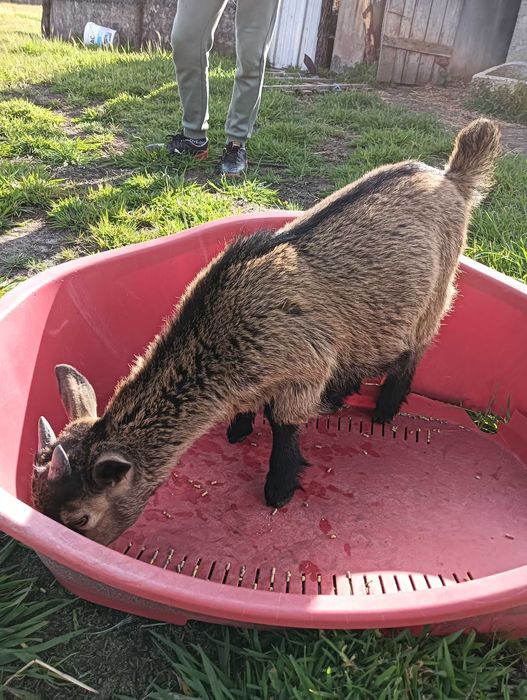 Cabrito macho anão