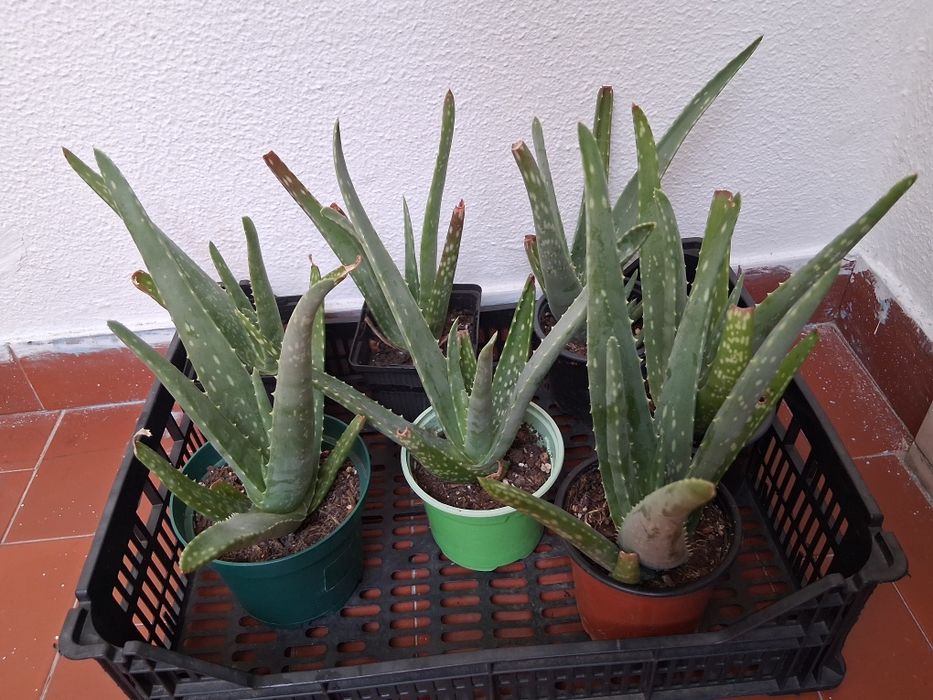 Mudas de Aloe Veras Medicinais