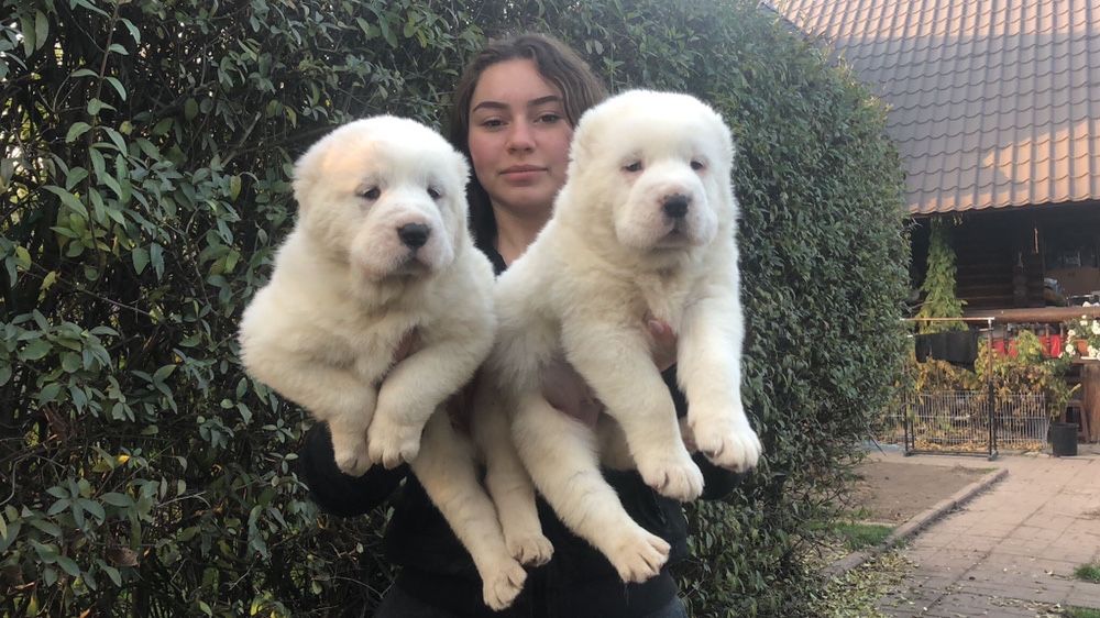 Среднеазит, среднеазиатская овчарка, Сао, алабай высокопородные щенки