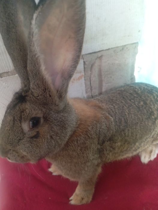 Olbrzym belgijski szary samczyk zamienię