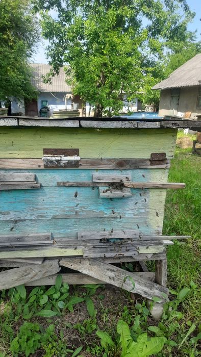 Продам бложи сім'ї гарантія 100%