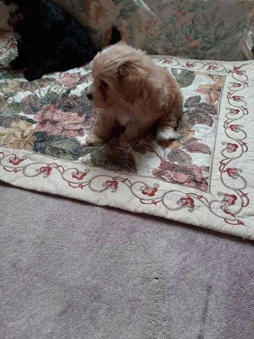 Maltańczyki z hodowli paszport śliczne kulki promocja już do oddania