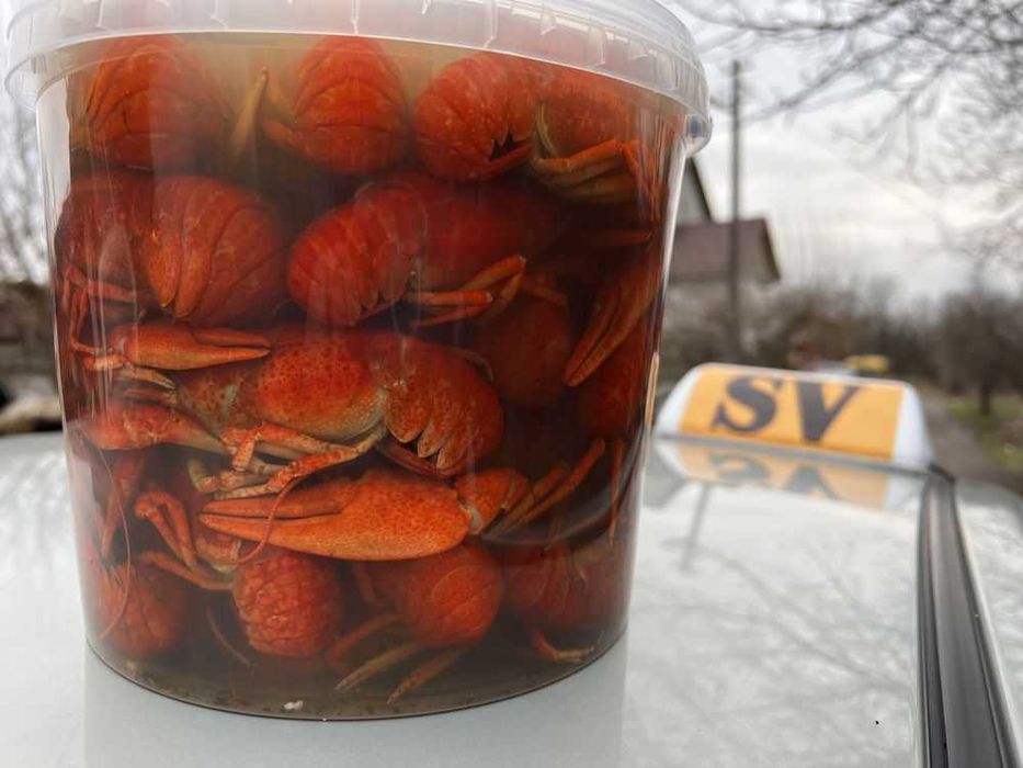 Продаємо раки живі та варен
