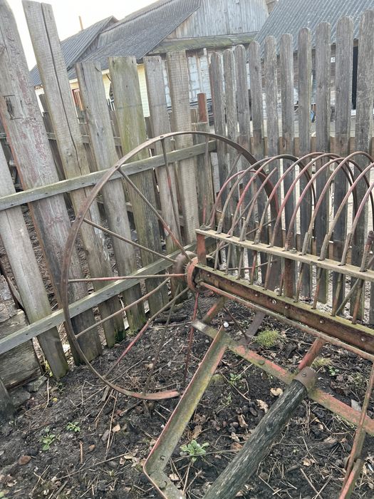 Кінська гребачка