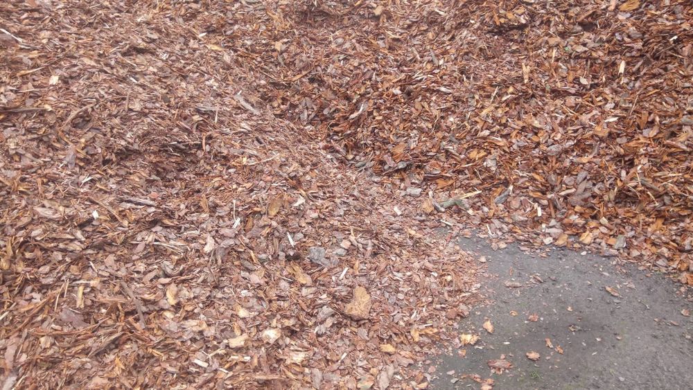 Kora sosnowa świeża