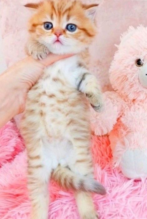 Золотая малышка тигрулька, ооочень ласковая шотландочка