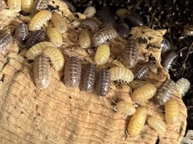 Armadillidium Santa Lucia isopody równonogi kulanki Jelly Beans