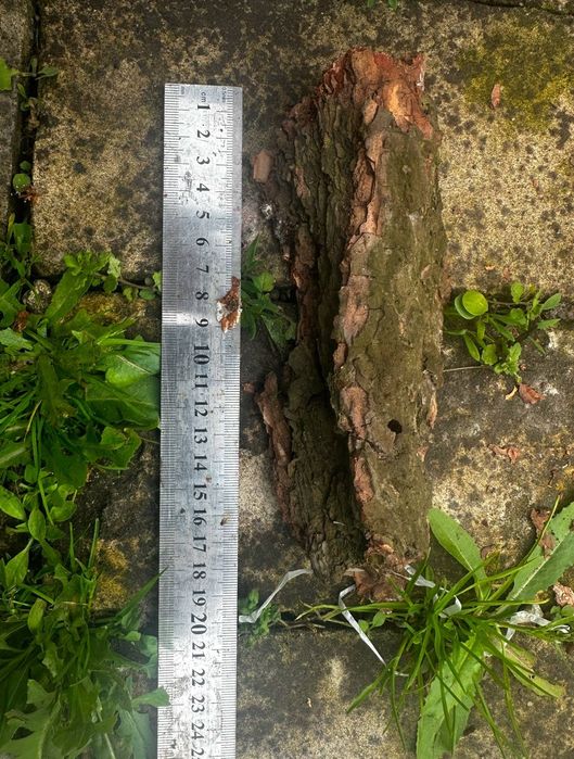 Кора фракція1 фракція2