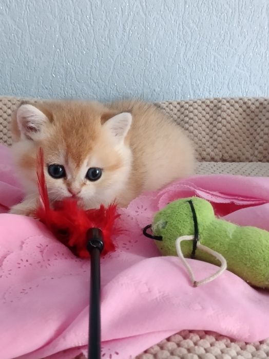 Шотландська красота писана