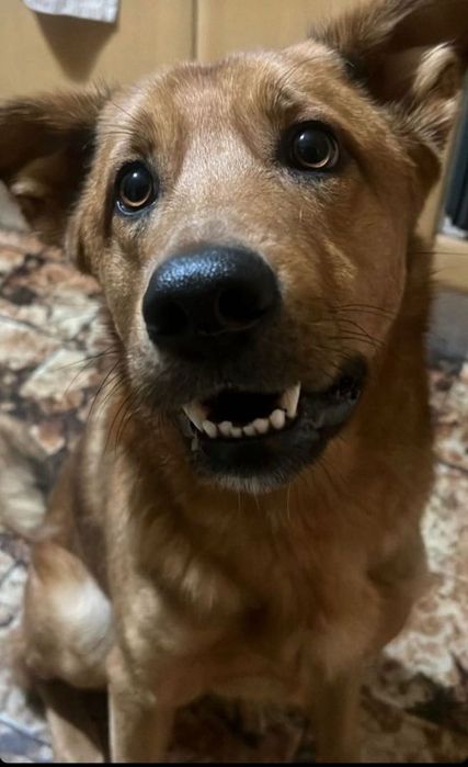 Adoção Responsável - Cão