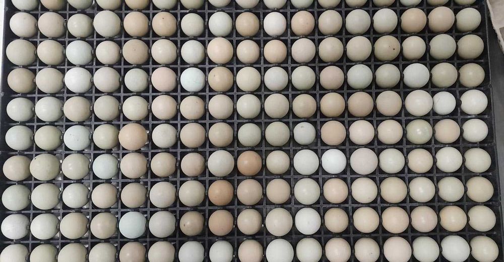 Kuropatwa szara, jaja lęgowe dostępne od marca