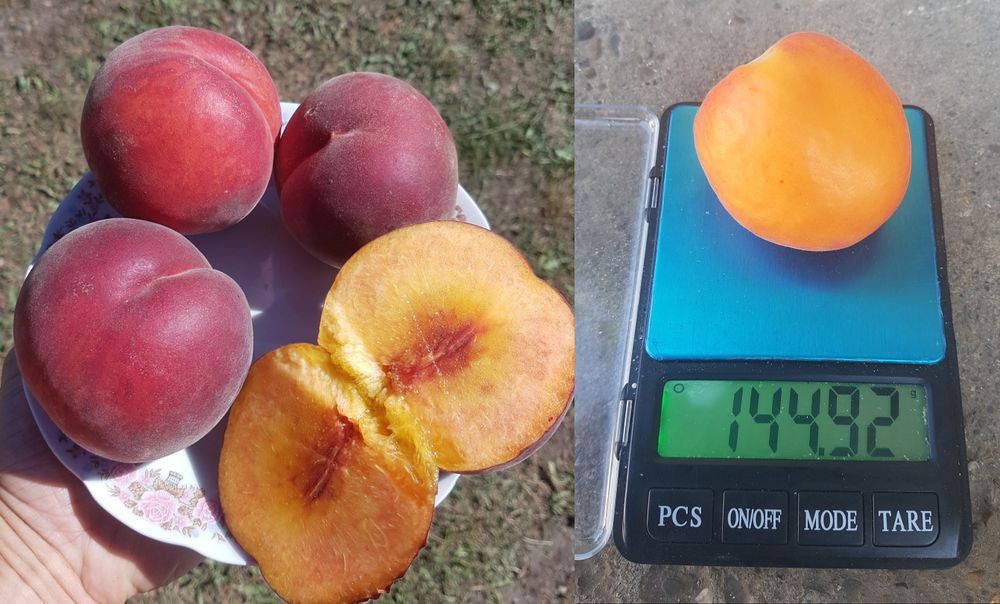 Саджанці персика і абрикоса