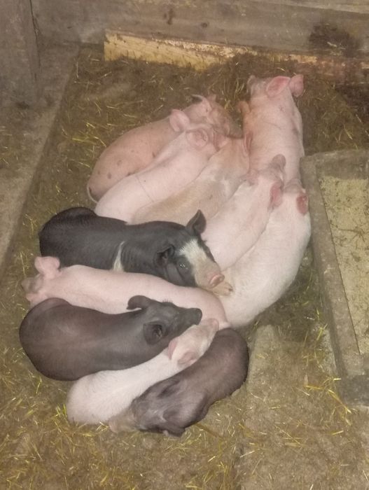Продам поросята Велика біла Петрен