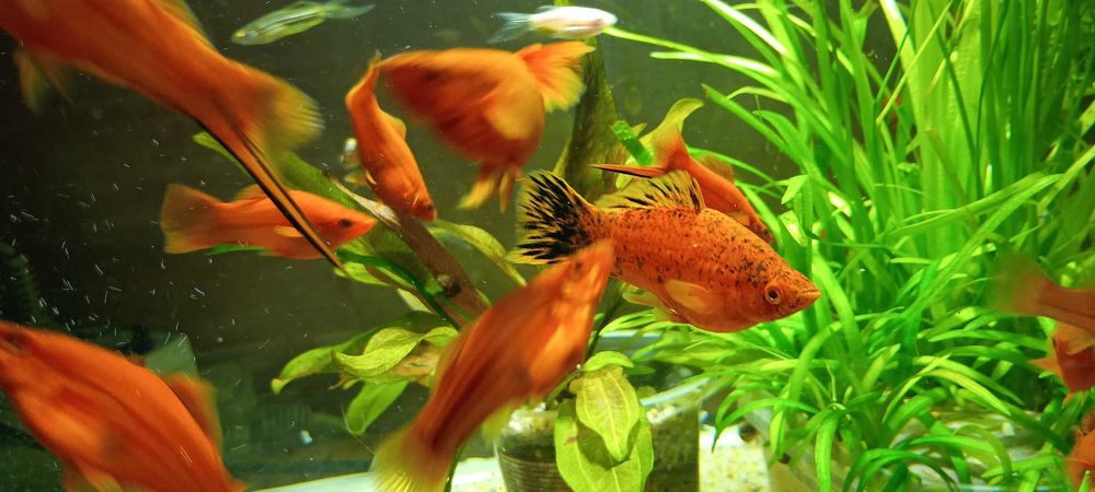 Sprzedam mieczyki samce.