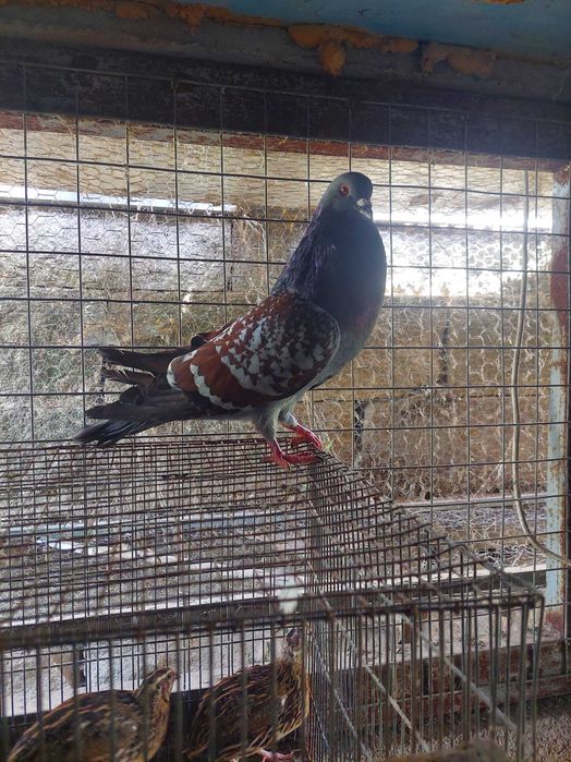 Casal de pombos romanos