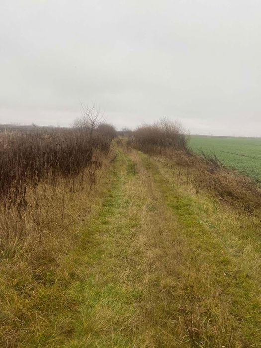 Продам пай в Колоденці 2.58 га.