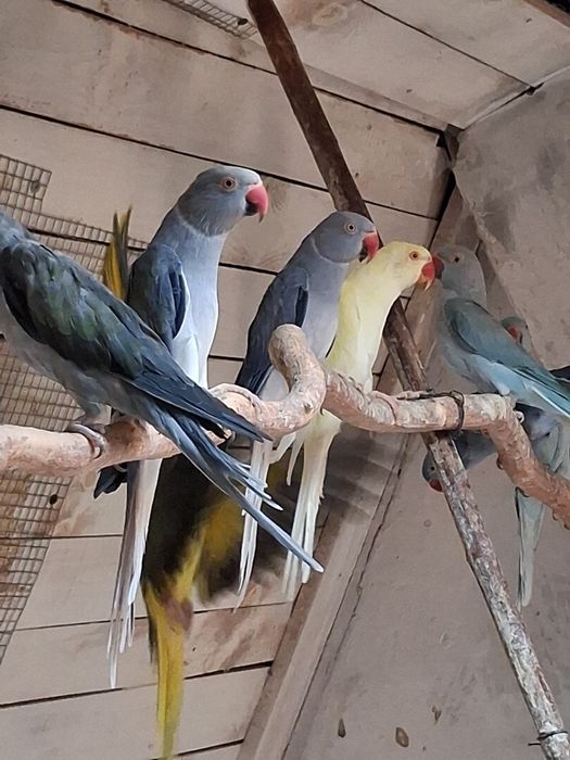 Aleksandretta samiec kremino