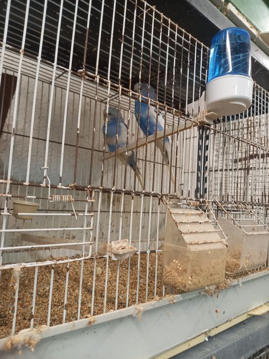 Casais feitos com gaiola