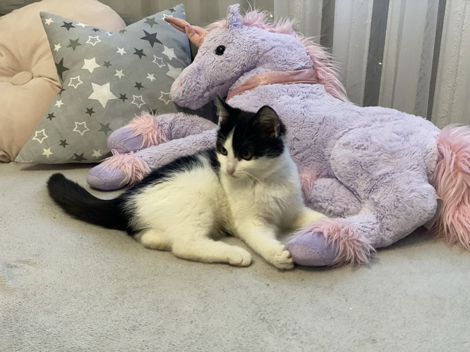 Кошеня в добрі руки