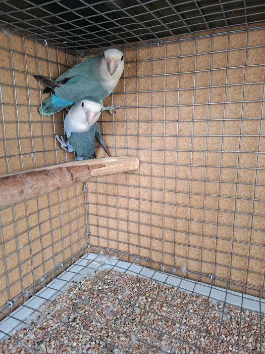 Lindo Casal de Agapornis Roseicollis 2025