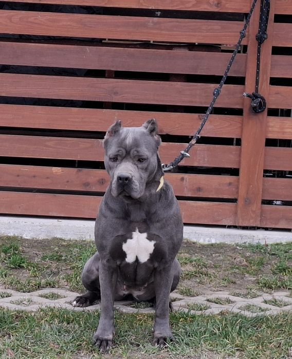 Cane corso-suczka