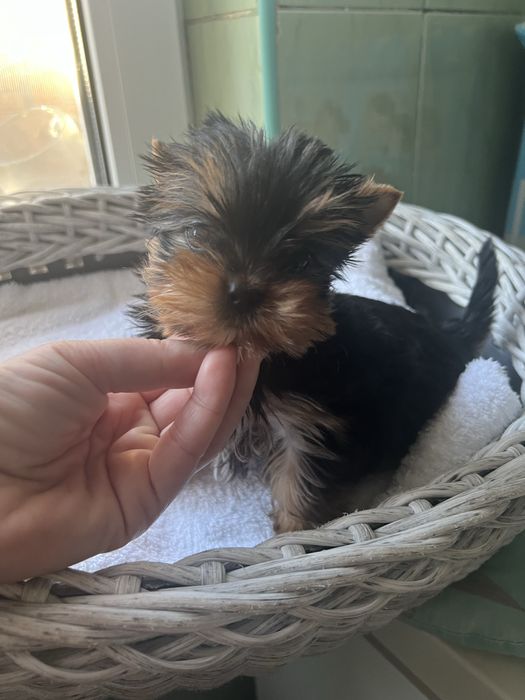 Продаж йокшерських терьерів