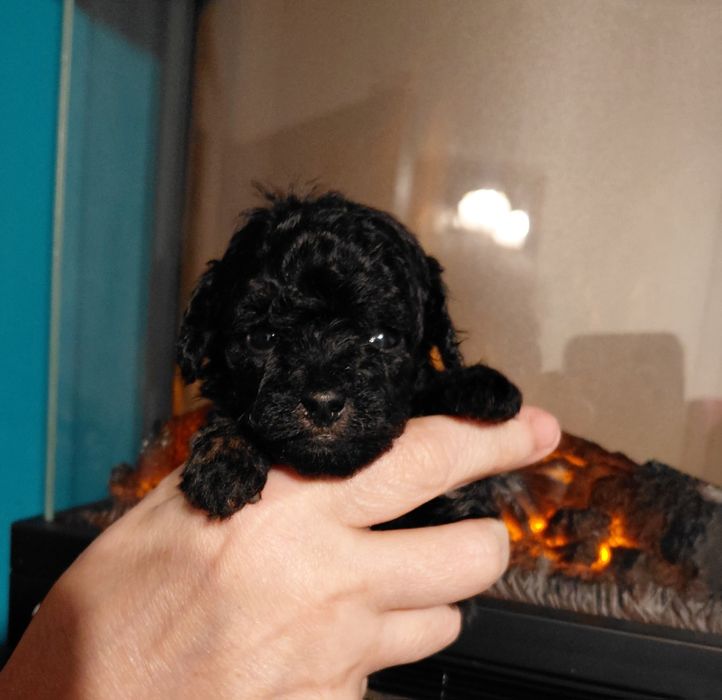 Pudel toy - suczka phantom