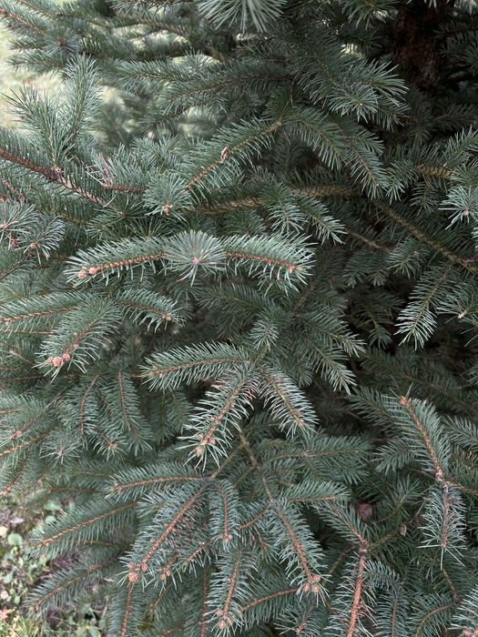 Ялинка з коренем, жива 2,45 м