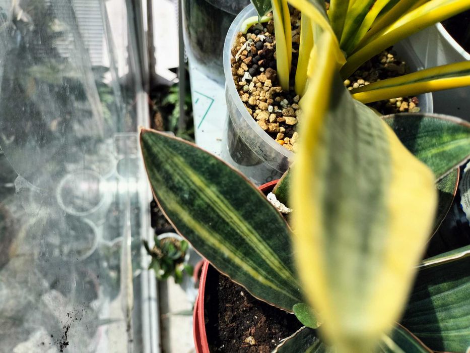 サンスベリア hallii ‘Baseball Bat’ v A Sansevieria hallii baseball bat: 1 250 грн. - Комнатные растения