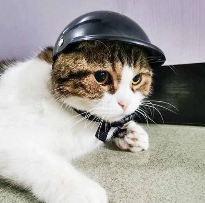 Мотошолом для собаки, кота