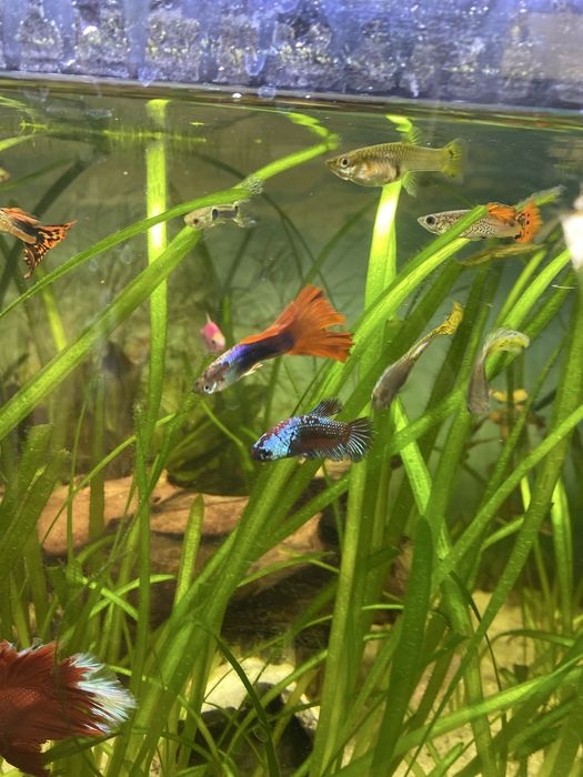 Sprzedam samca i dwie samice bojownika