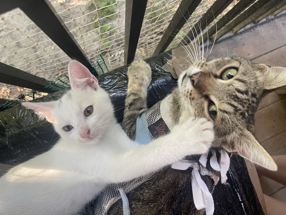 Przytulaśna burasia do adopcji < 3