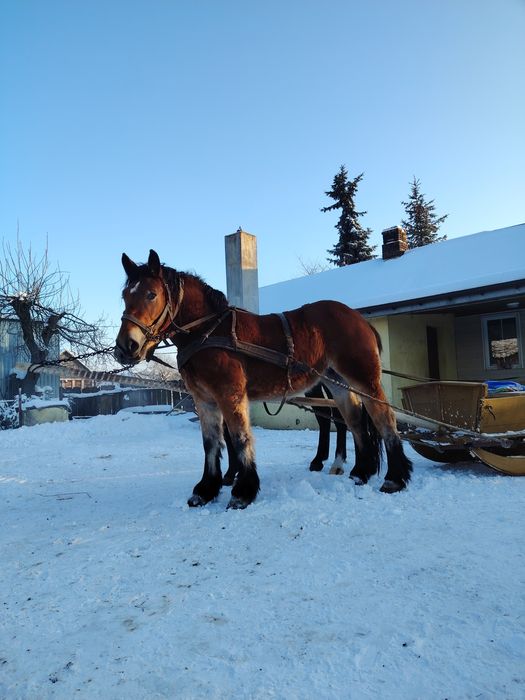 Sprzedam klacz zimnokrwistą