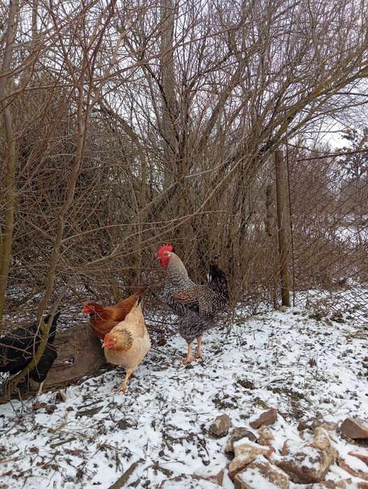 Продаються півні