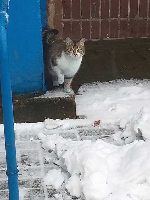 Соня чекає на господарів