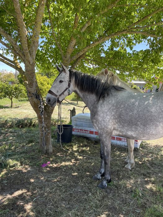 Vendo egua com 5 anos muito bem montada com livro verde