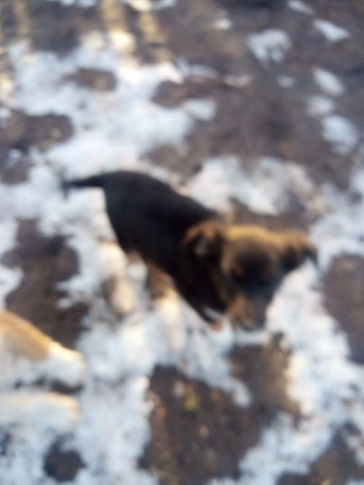 Відам цуценят в добрі руки