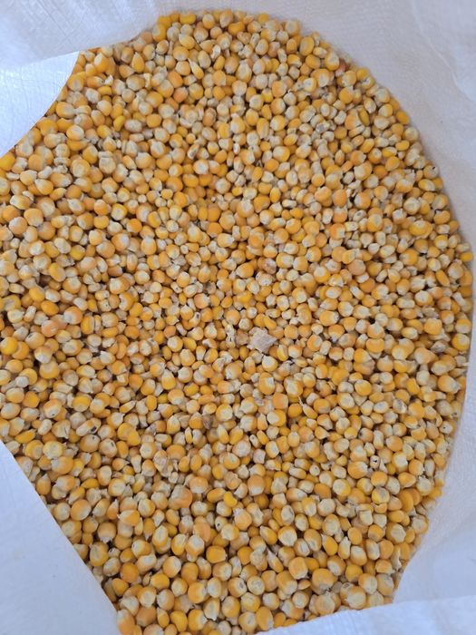 Milho miúdo seco