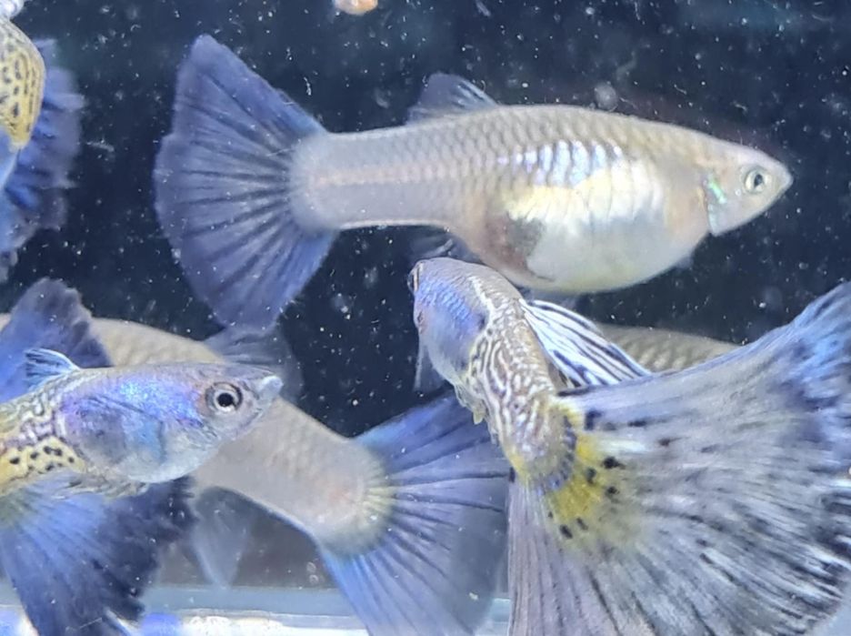 Gupik Snake Skin z Gupikowego Zakątka