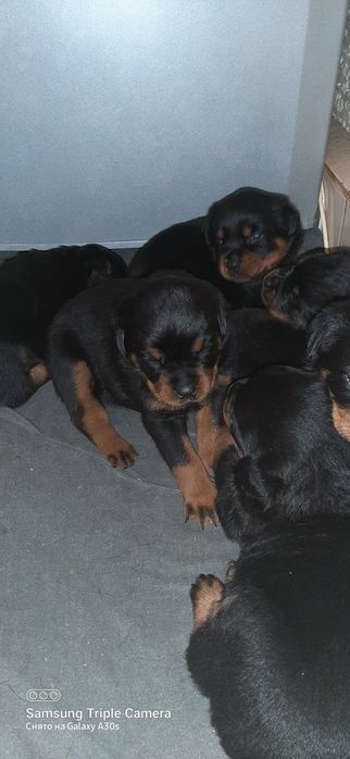 Щенки ротвейлера