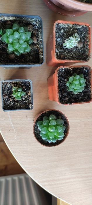 Сикуленти: кактуси хавортії