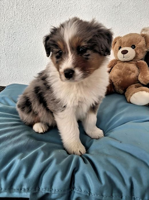 Owczarek australijski FCI - BLUE merle - AUSSIE PIES