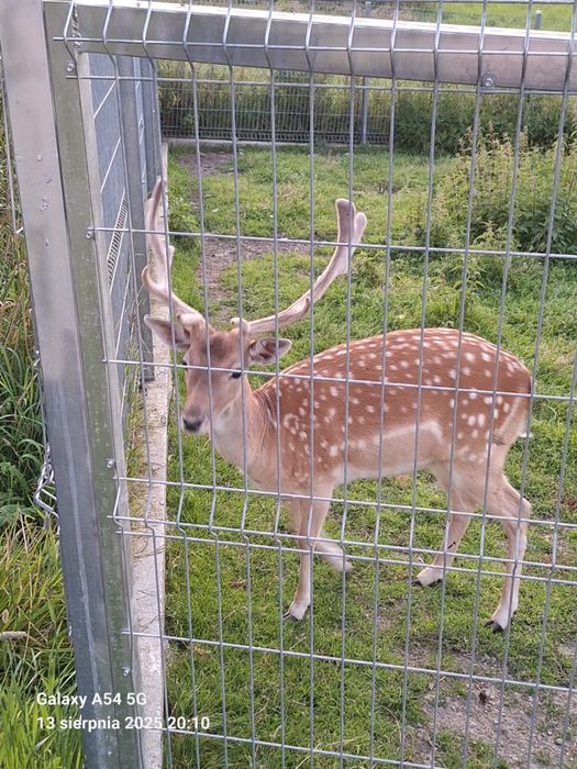 Sprzedam Daniele 3 szt.