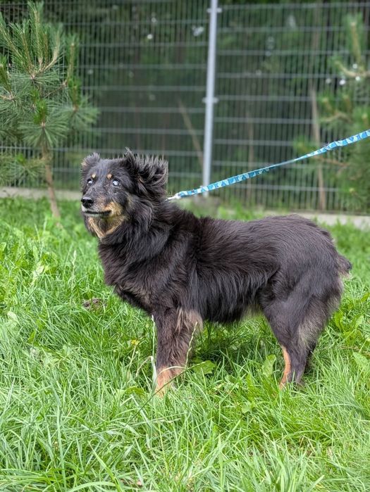 Twix puchaty seniorek, którego los nie oszczędzał do adopcji!