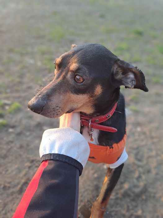 Suczka Tolka.po sterylizacji