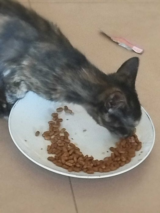 Gatinhos lindos para adoção responsável