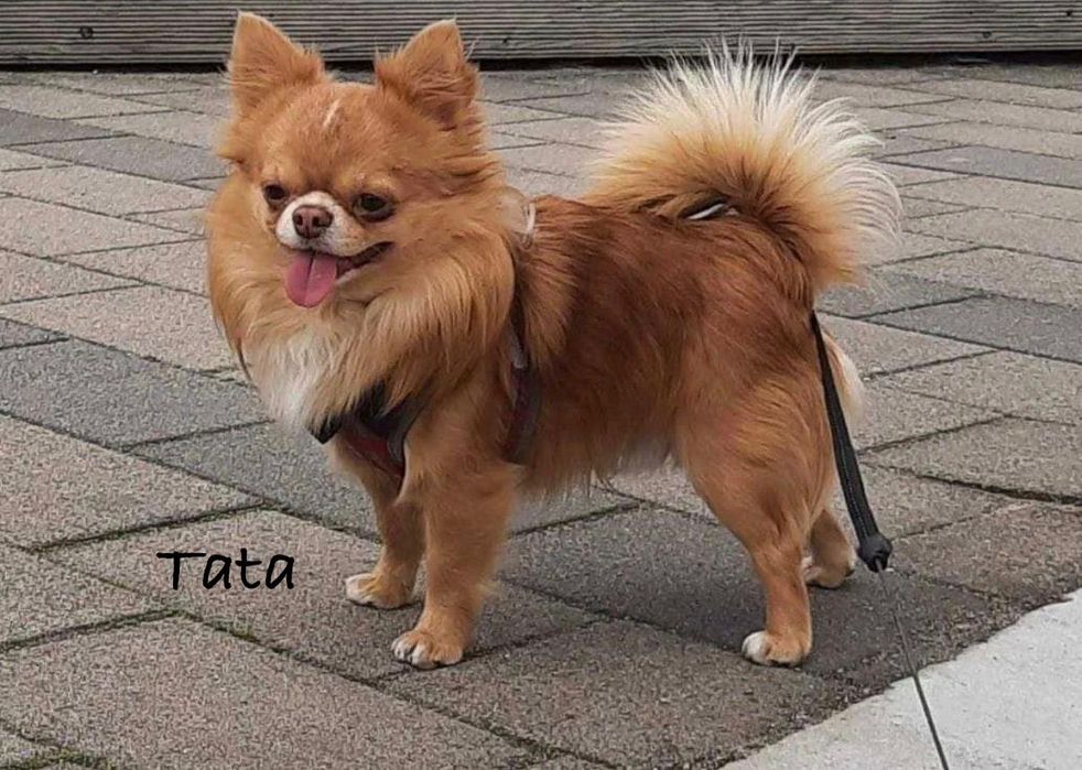 Chihuahua śliczny piesek