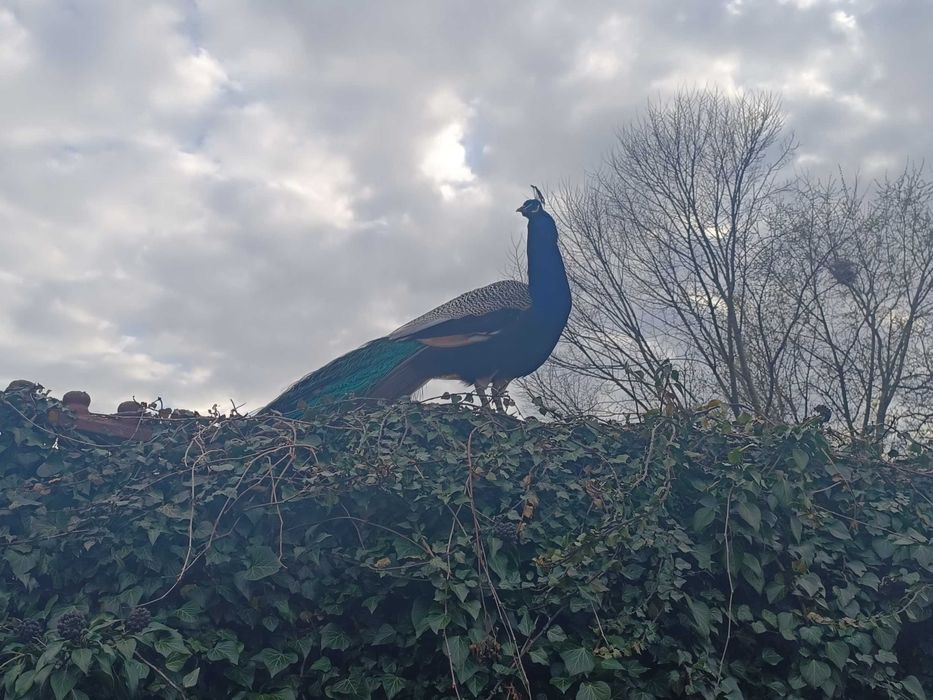 Pawie indyjskie dla Twojego ogrodu . Samce i samice.